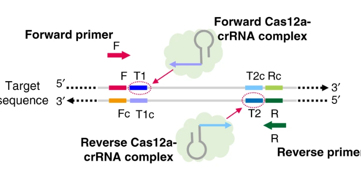 REVIEW- Ultrasensitive and visual detection of SARS-CoV-2